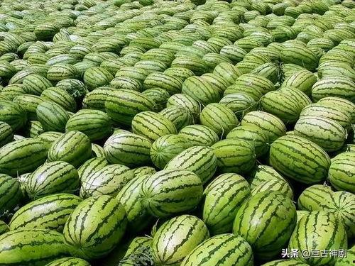 黑吃瓜每日必吃大瓜,揭秘娱乐圈每日必吃大瓜背后的真相