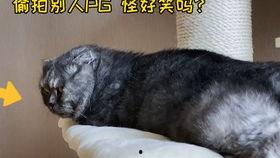 娱乐圈吃瓜猫,揭秘吃瓜猫背后的娱乐真相